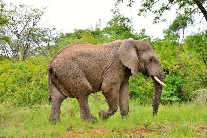 شقة Bushtime Mabula Mabula Game Reserve المظهر الخارجي الصورة